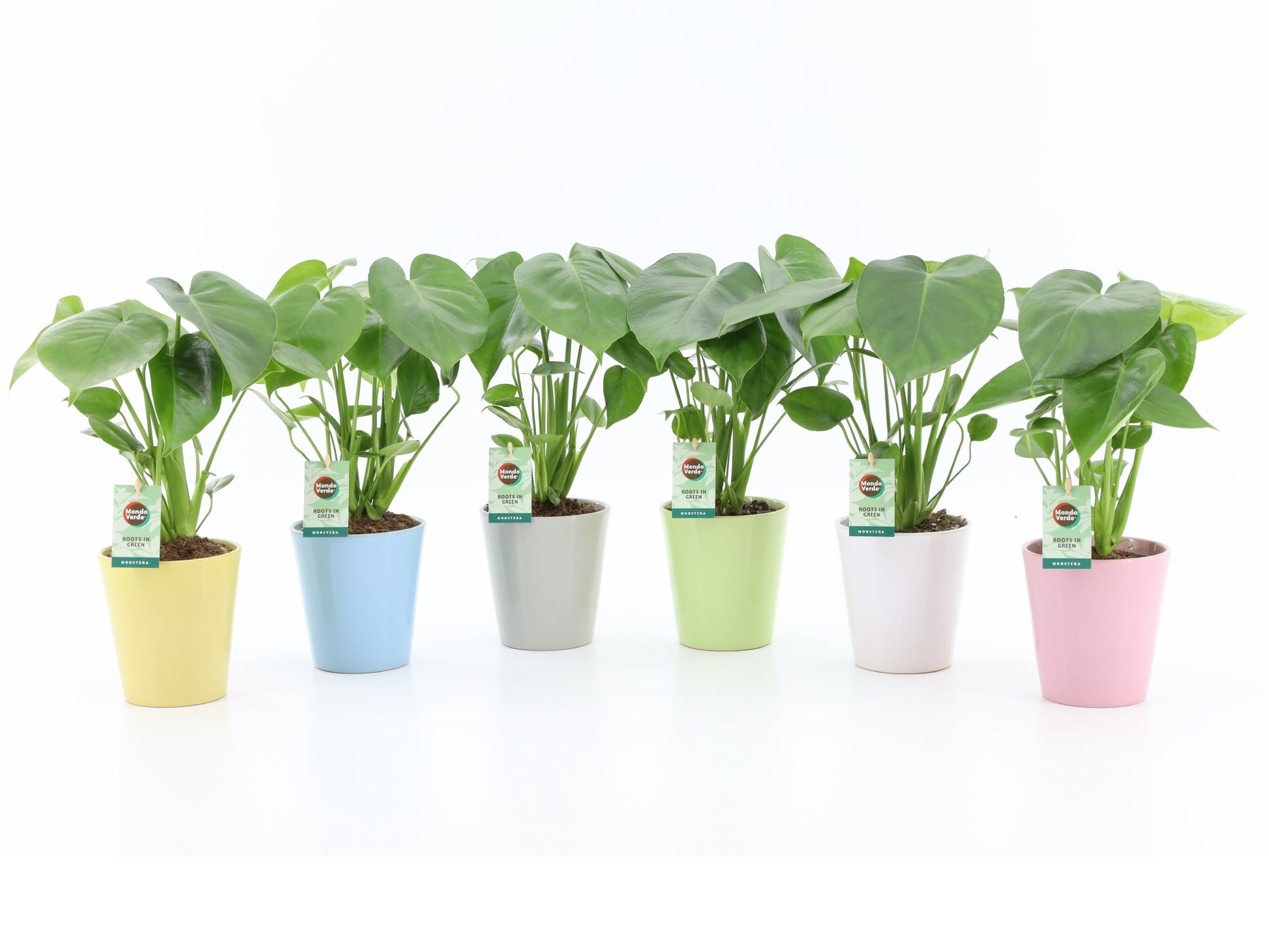 Monstera deliciosa 45cm 13cm Pot