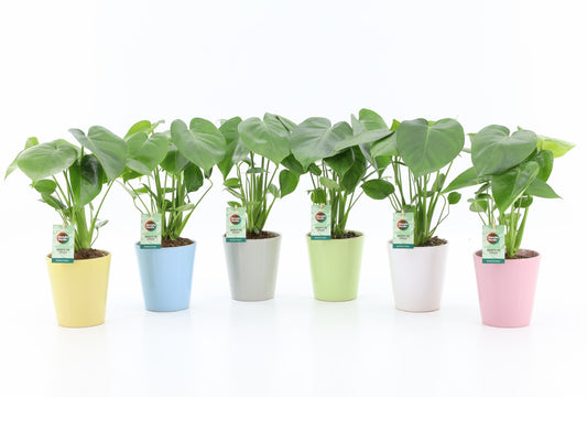 Monstera deliciosa 45cm 13cm Pot