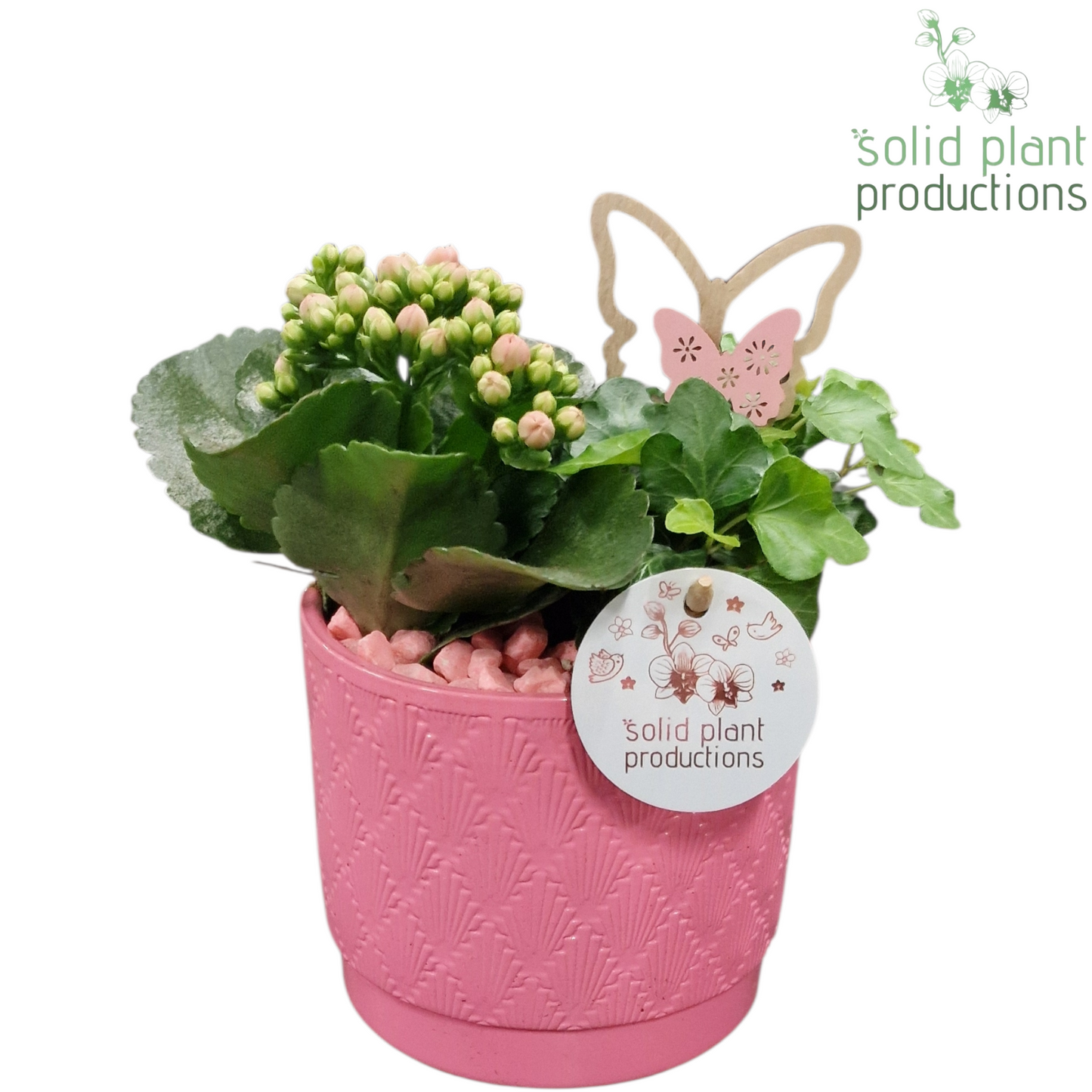KH001 Ariël Pink 25cm 12cm Pot