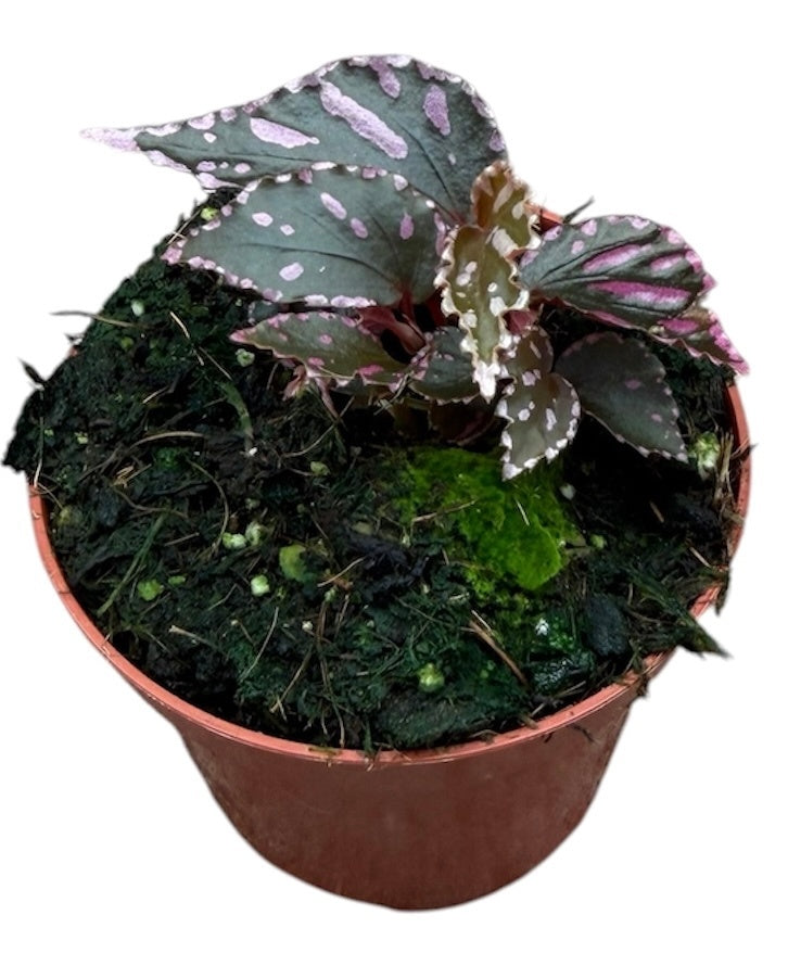 Begonia Cottage Bright Red 12cm 8cm Pot