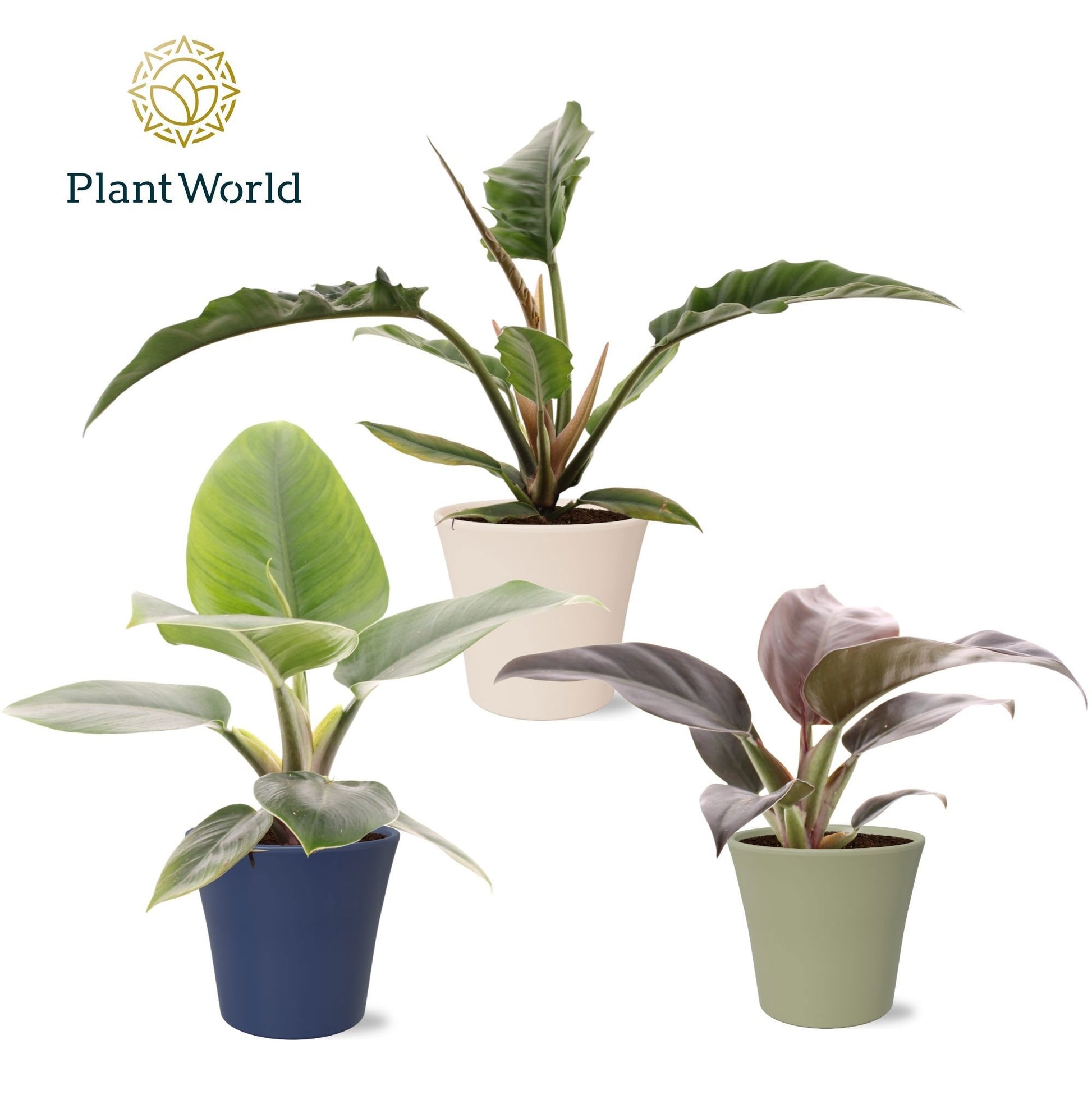 Philodendron mix in pot Coco collectie Top Bend 40cm 14cm Pot