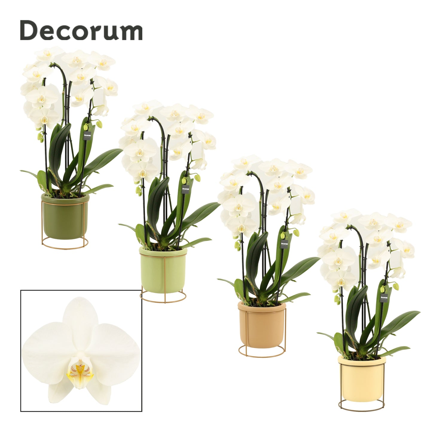 Phalaenopsis white 55cm 12cm Pot
