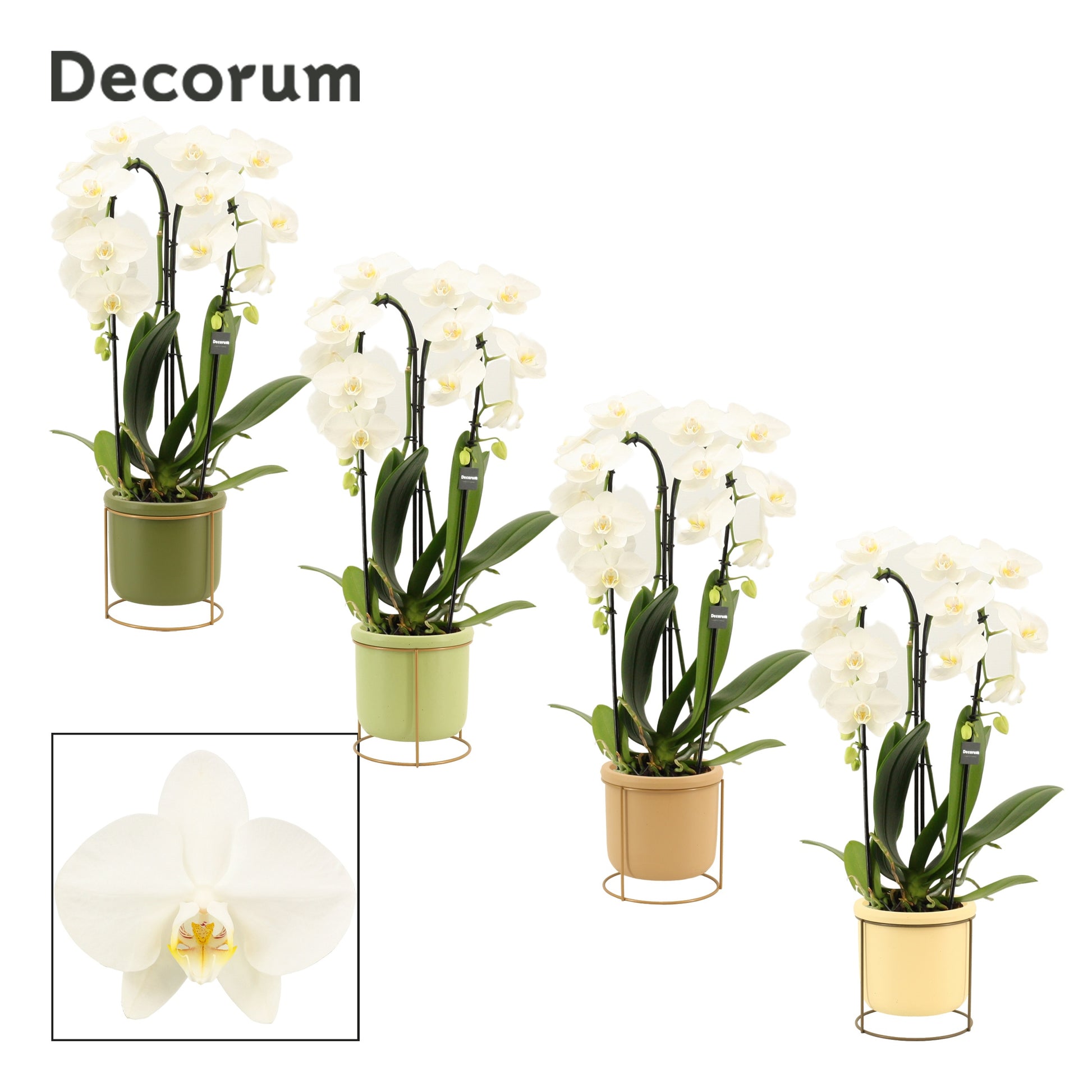 Phalaenopsis white 55cm 12cm Pot