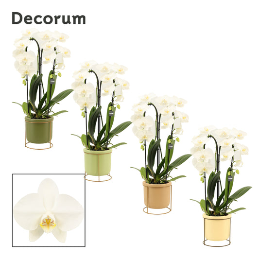 Phalaenopsis white 55cm 12cm Pot
