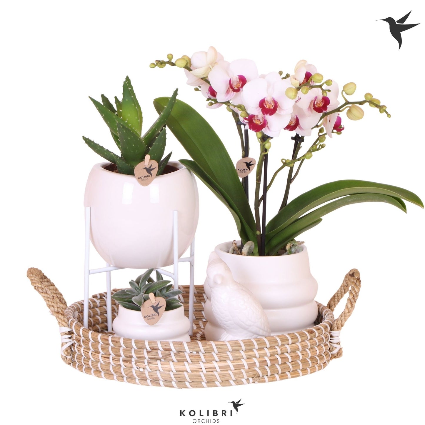 Kolibri Gift Set large White 40cm 30cm Pot