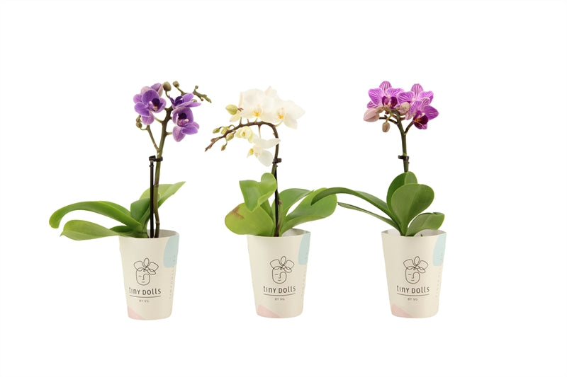 Phalaenopsis hybrid 17cm 6cm Pot