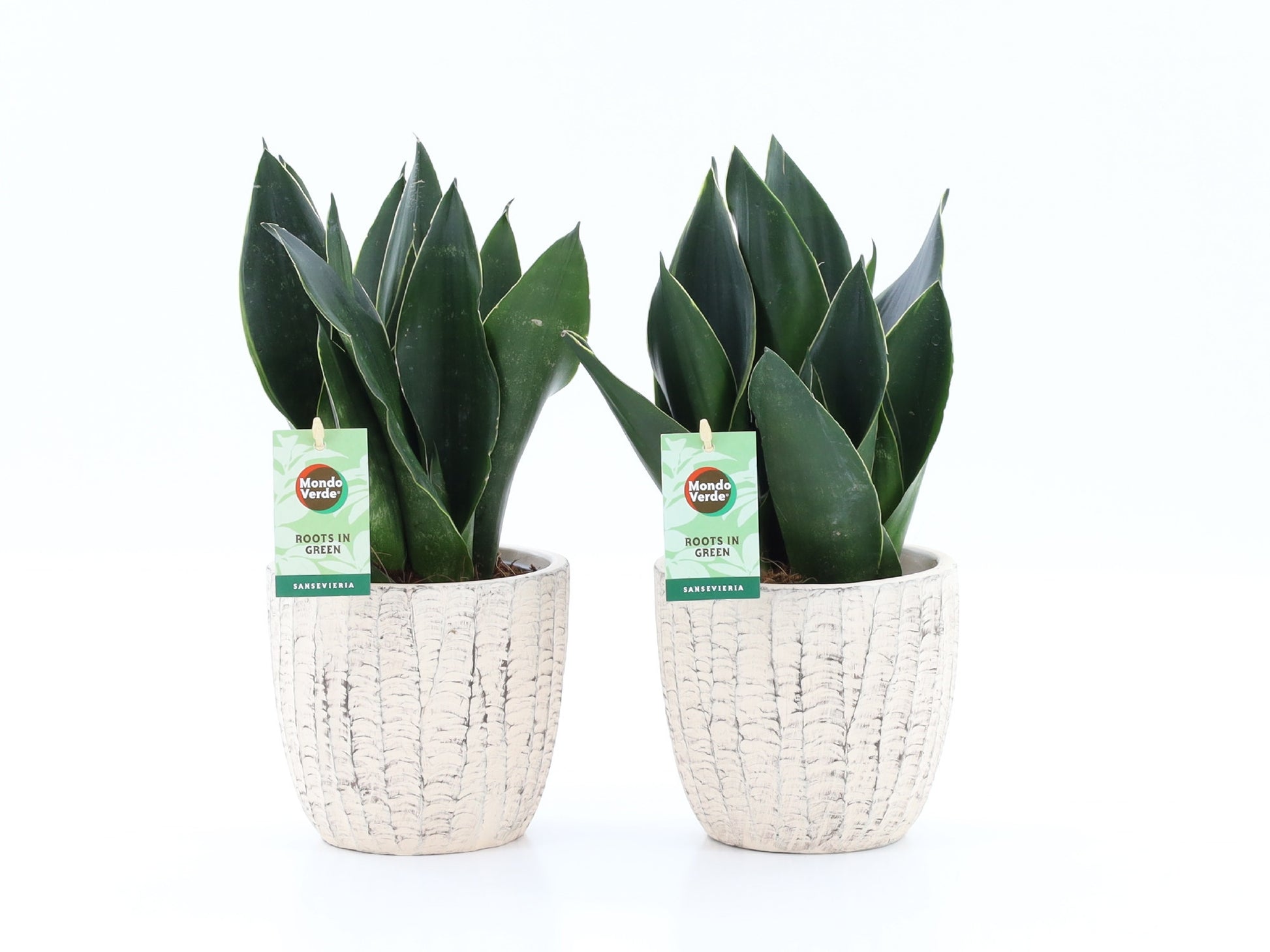 Sansevieria trifasciata 35cm 13cm Pot