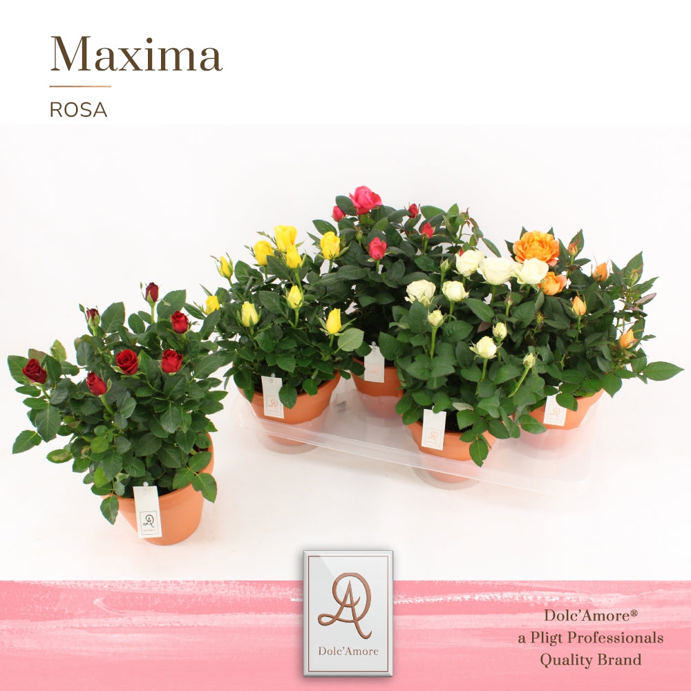 Pligt Professionals BV Rosa Amorosa mix Pack of 4