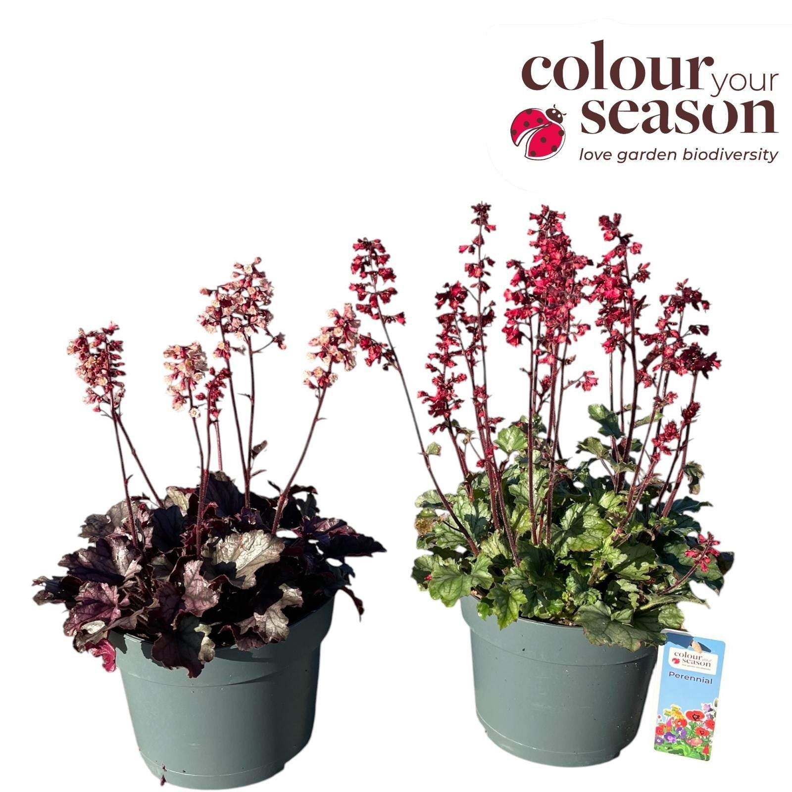 Heuchera Leaf Designs mix 50cm 19cm Pot