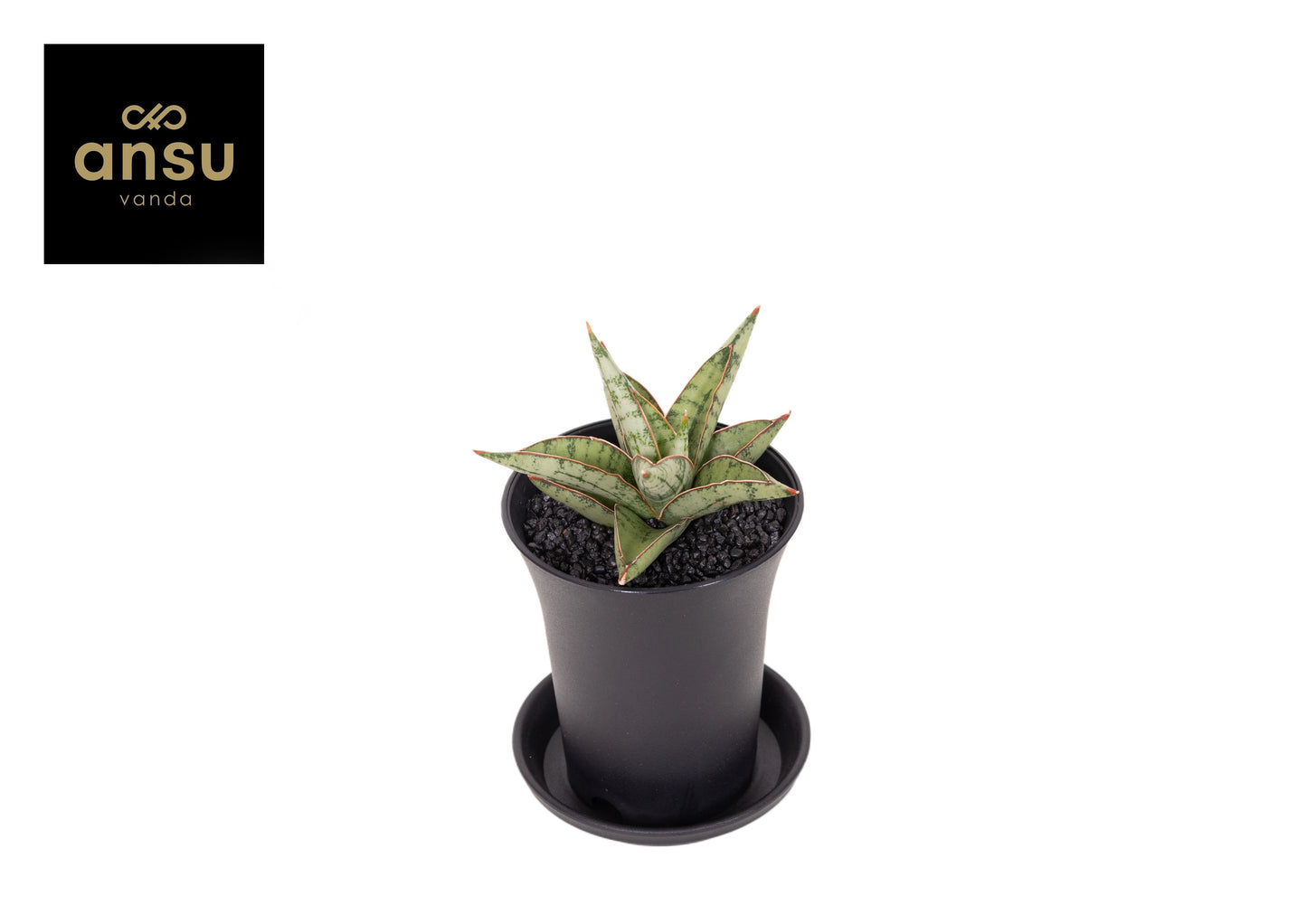 Sansevieria Comet Queen Marble 15cm 7.5cm Pot