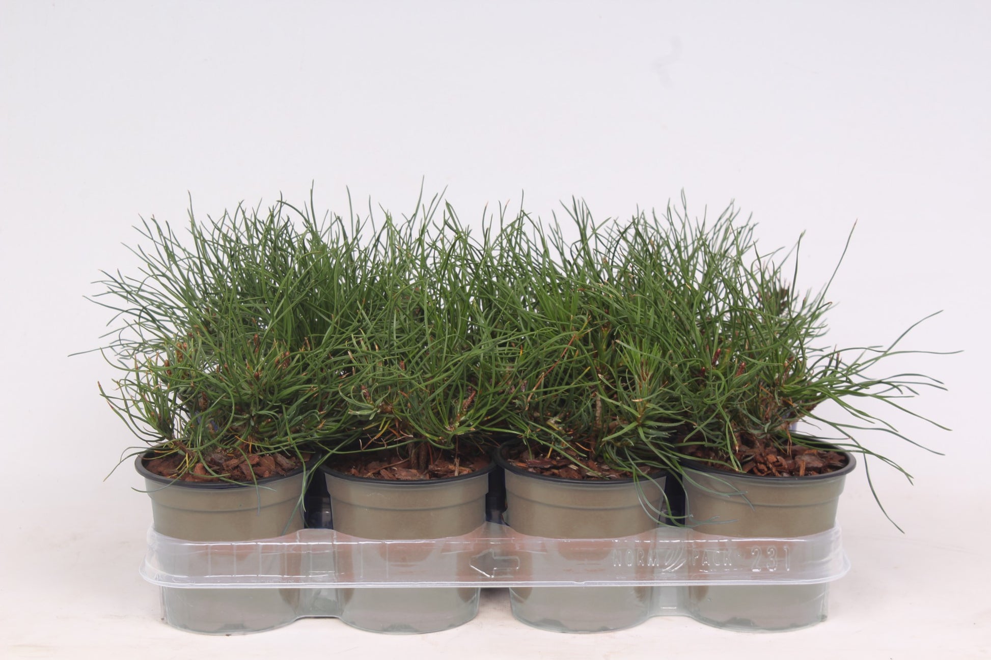 Pinus mugo Mughus 20cm 11cm Pot