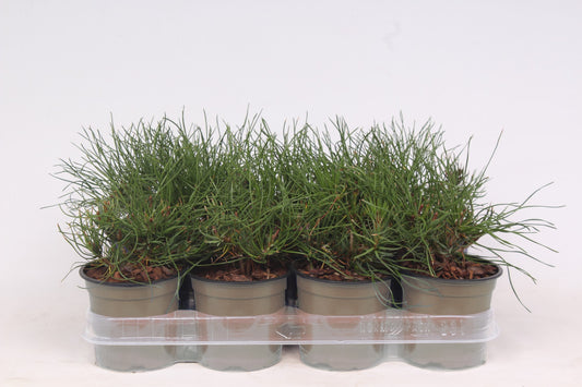 Pinus mugo Mughus 20cm 11cm Pot