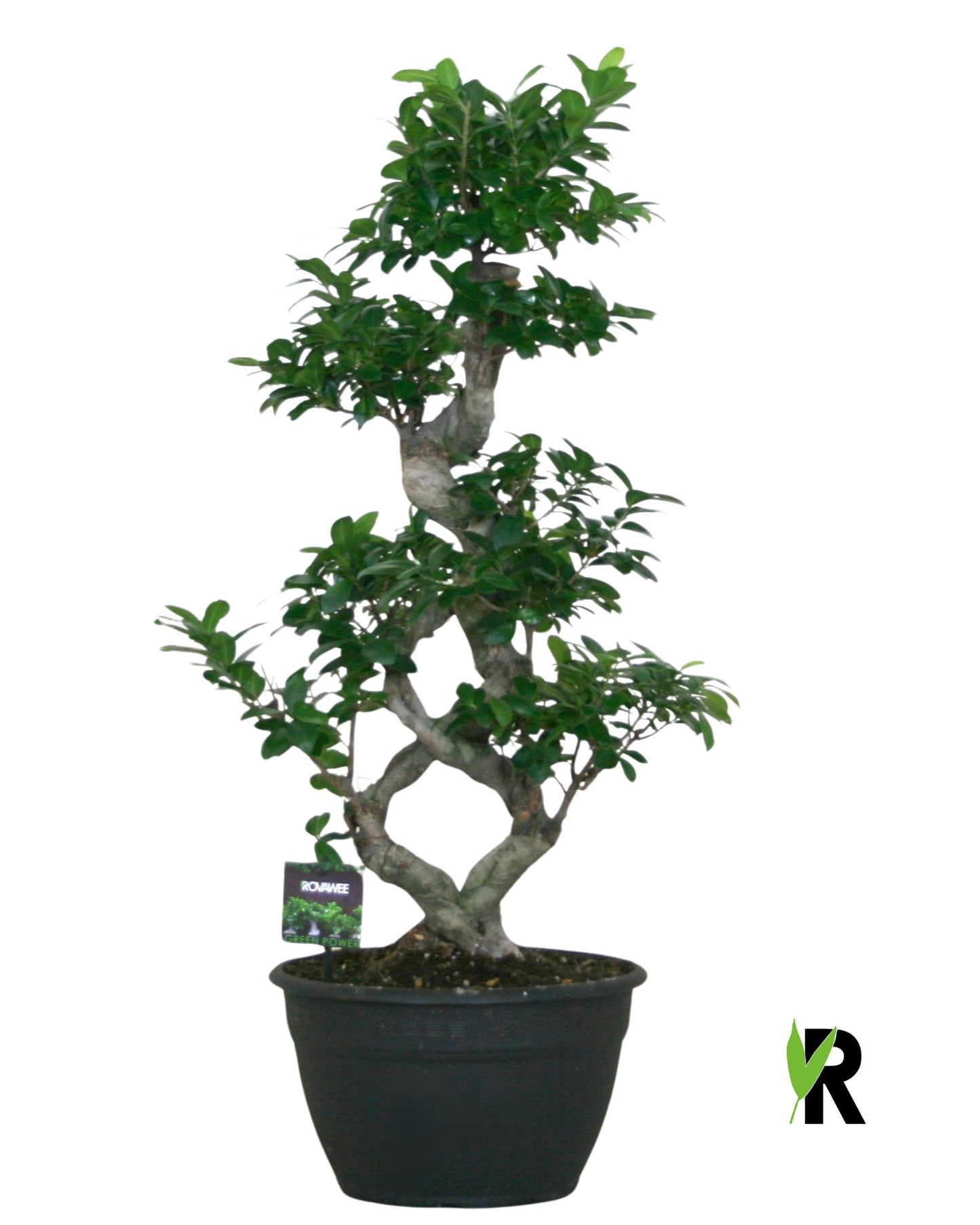 Ficus Ginseng 95cm 30cm Pot