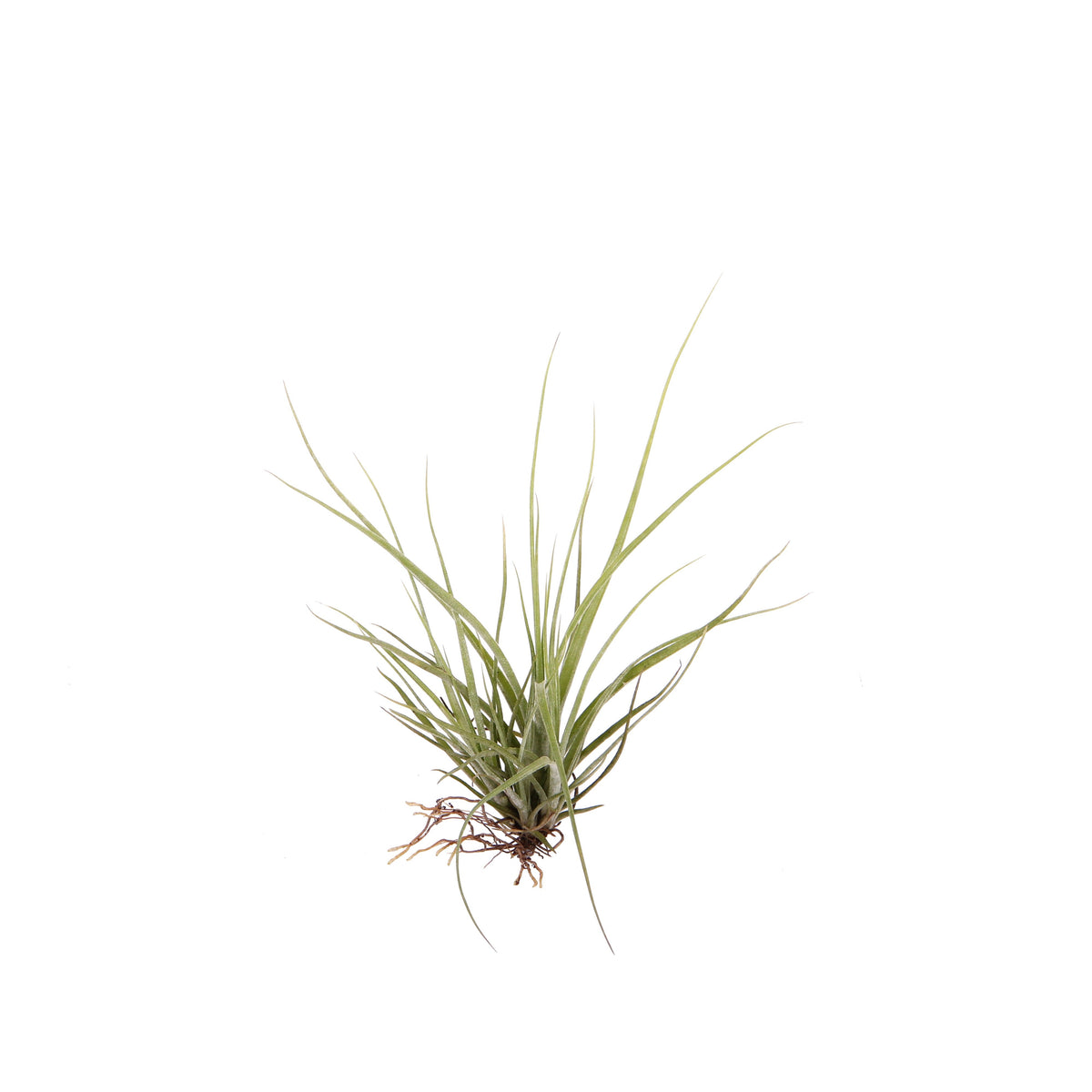 Tillandsia ionantha 10cm 999cm Pot