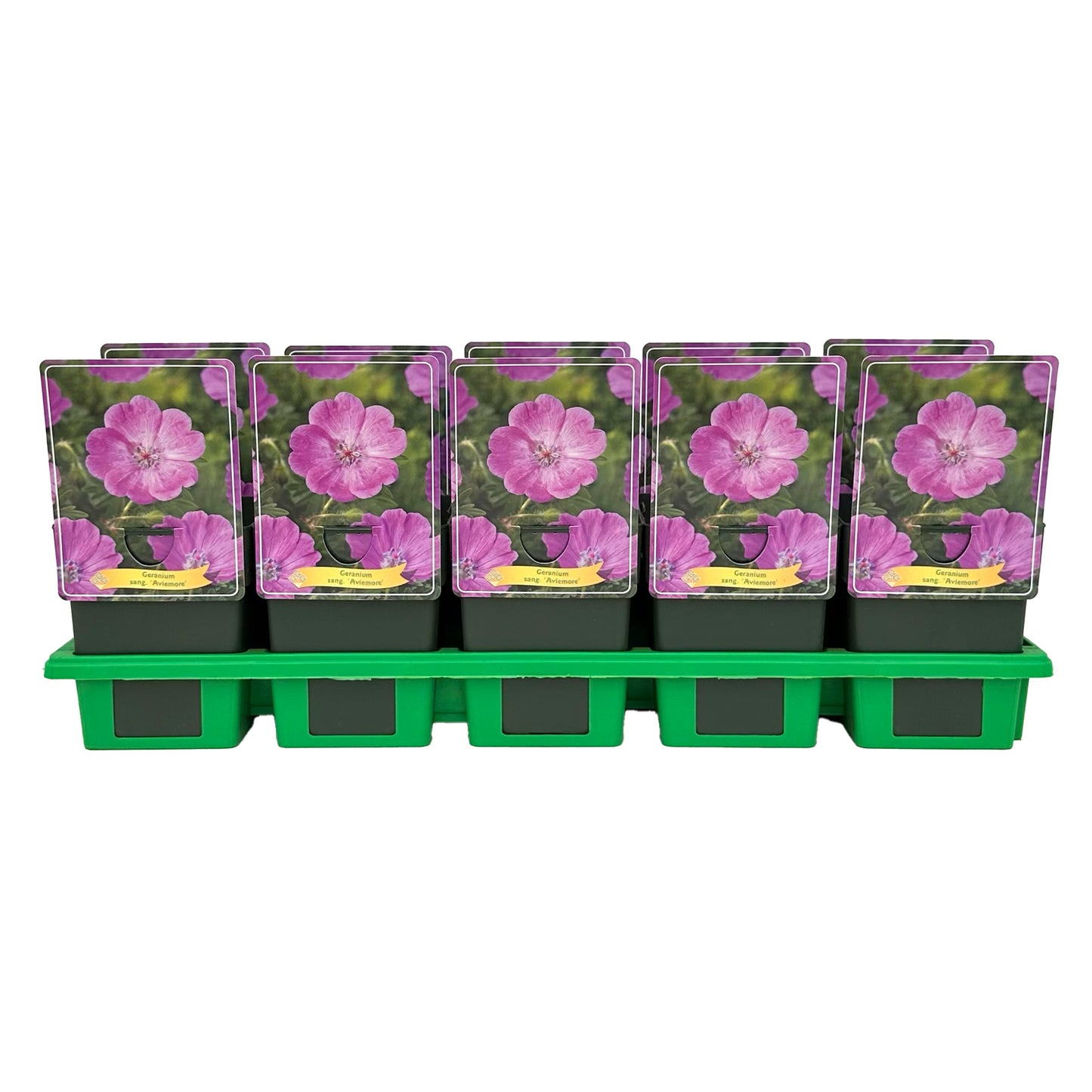 Geranium sanguineum 25cm 11cm Pot