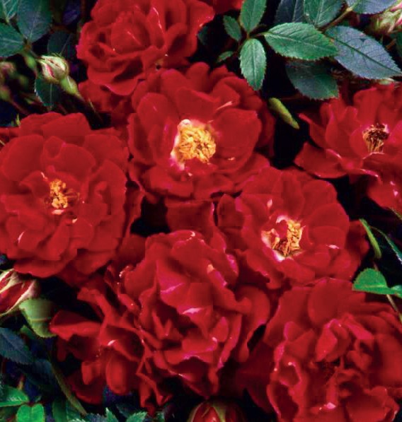 Rosa Orange Everglow 65cm 15cm Pot