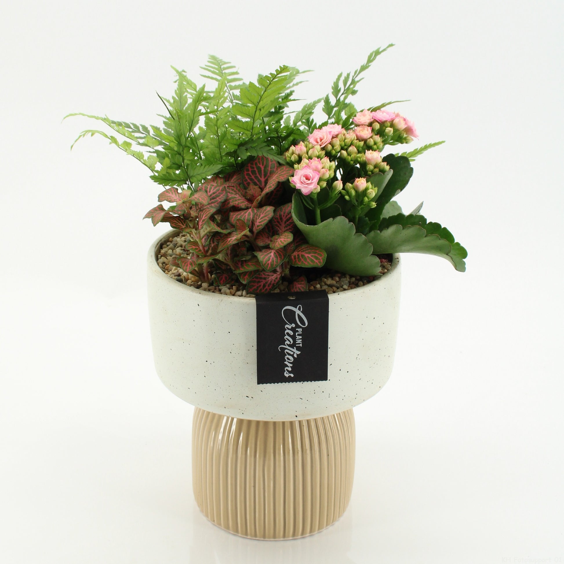 Indoor flowering arrangement 30cm 16cm Pot