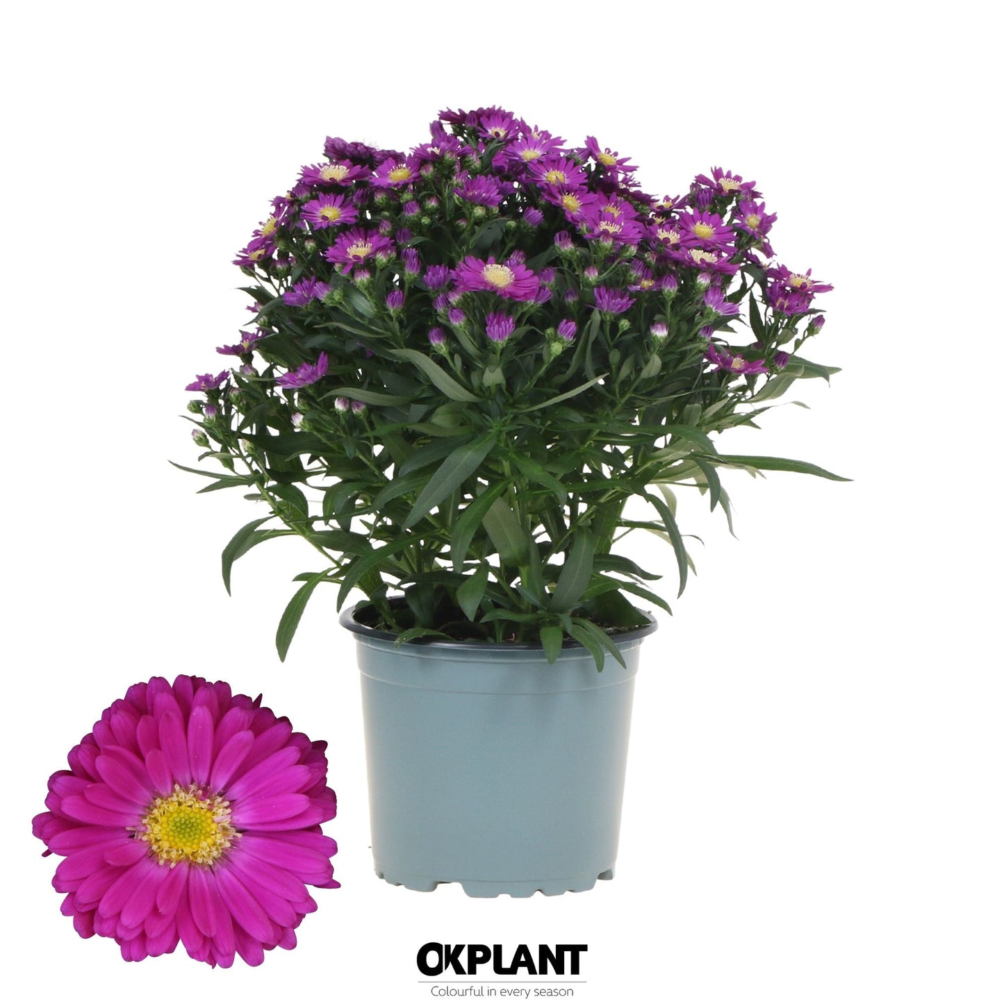 Aster nb. Starletta Red 30cm 12cm Pot