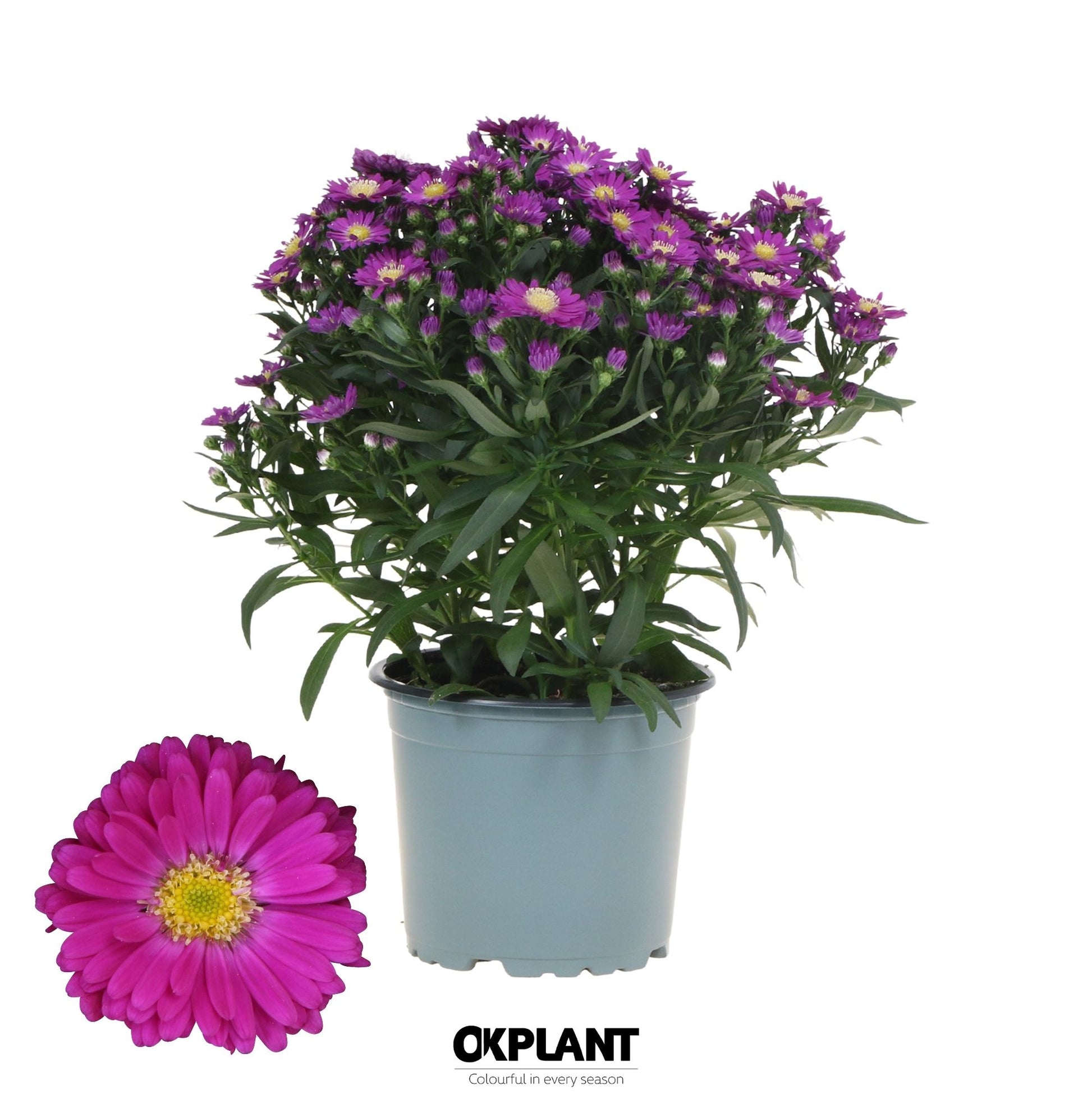 Aster nb. Starletta Red 30cm 12cm Pot