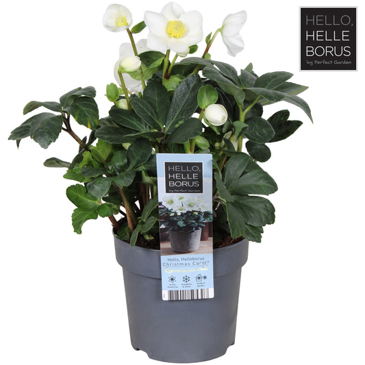 Helleborus niger Christmas Carol 30cm 14cm Pot