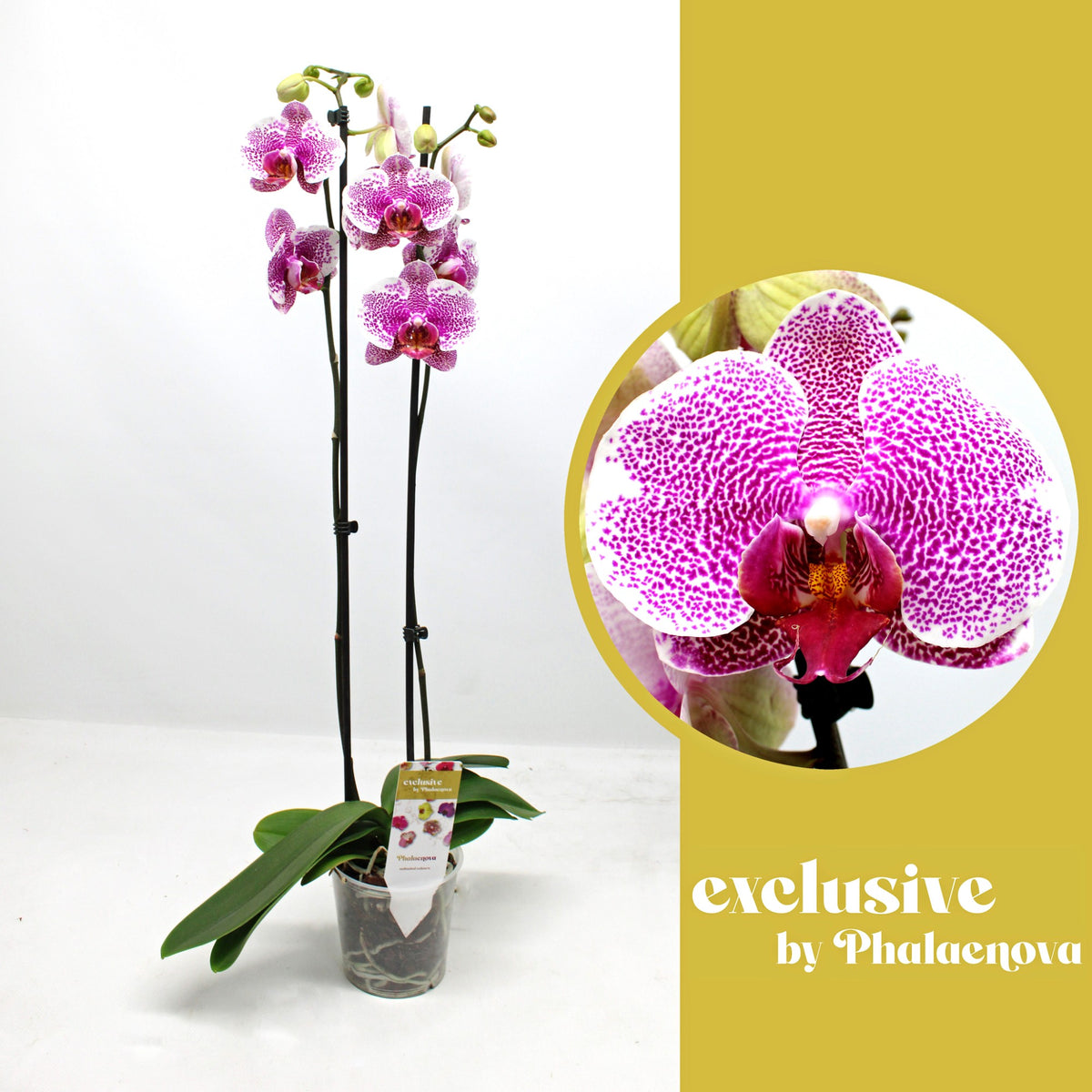 Phalaenopsis pink 70cm 12cm Pot