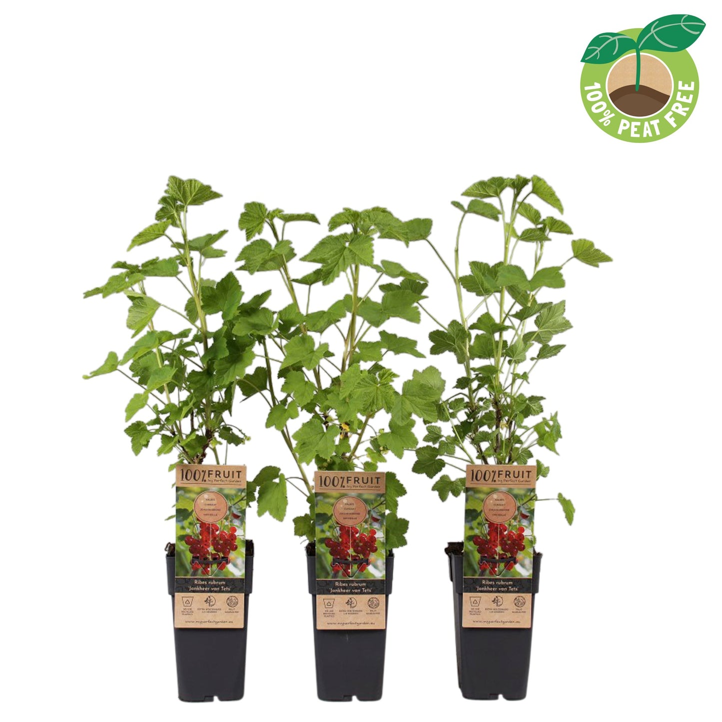Ribes Jonkheer van Tets (Red Currant) 50cm 15cm Pot