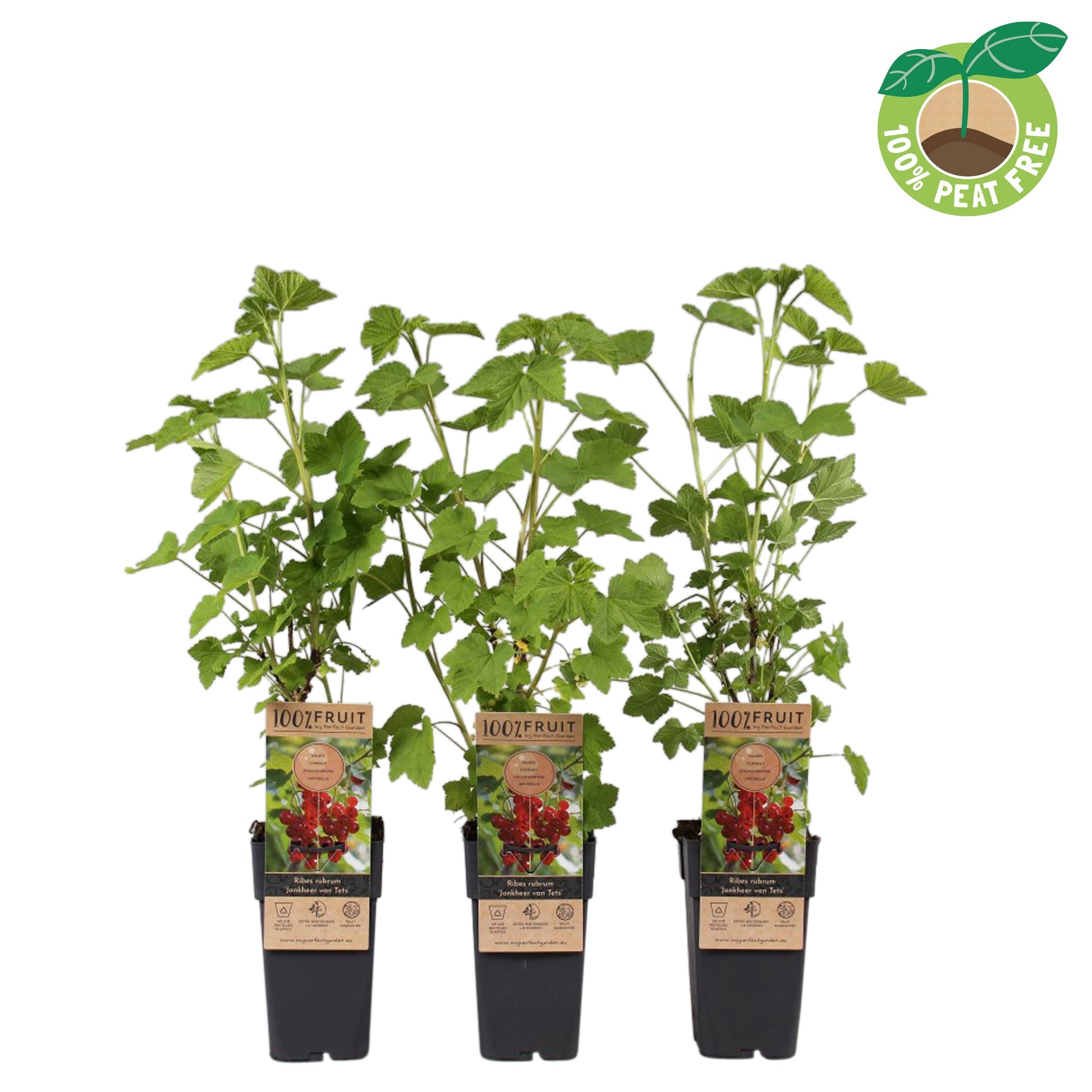Ribes Jonkheer van Tets (Red Currant) 50cm 15cm Pot