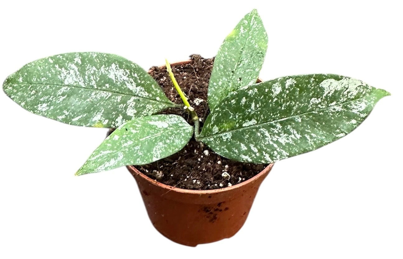 Hoya australis 12cm 8cm Pot