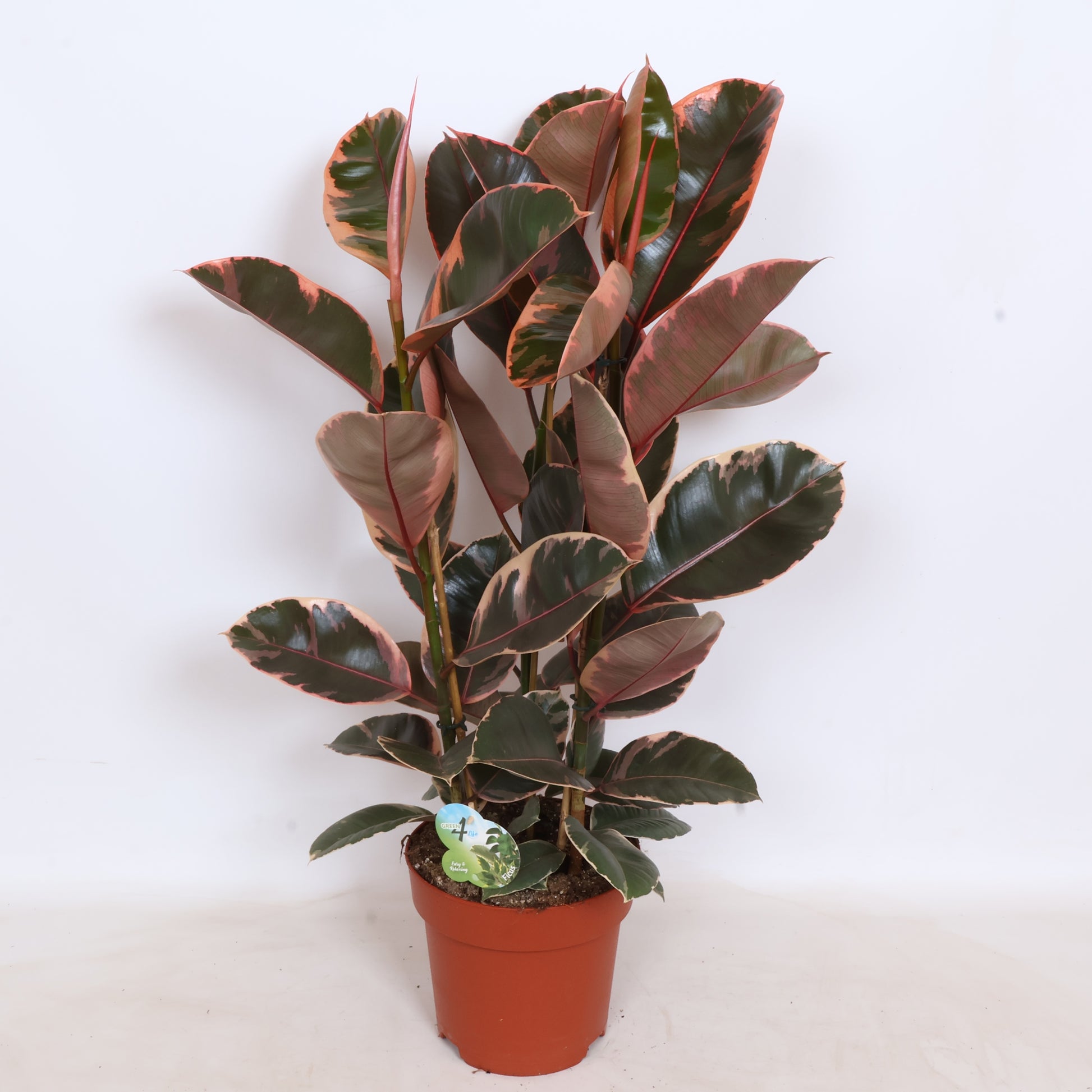 Peeters Potplanten BV Ficus Belize Pack of 1