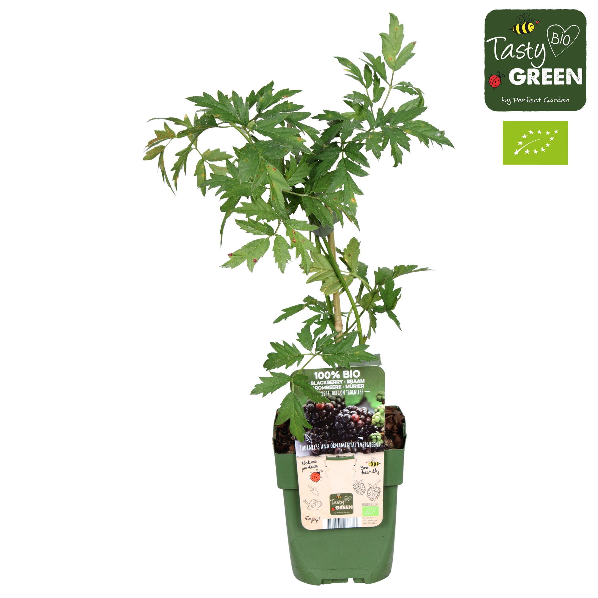 Rubus ("Blackberry") Thornless Evergreen 30cm 13cm Pot