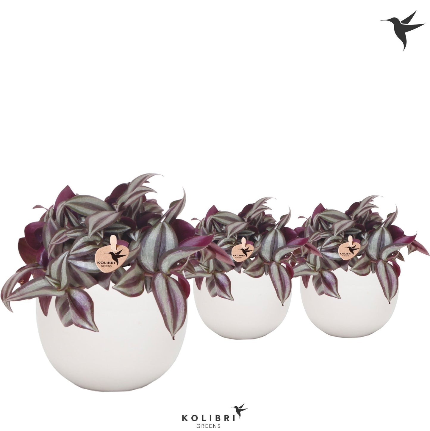 Tradescantia Violet Hill 19cm 9cm Pot