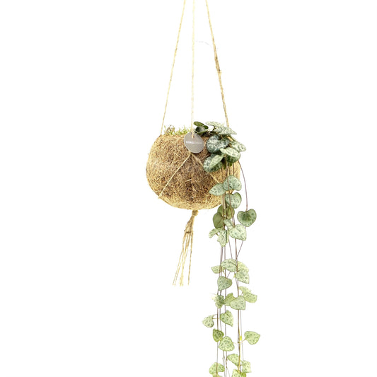 Ceropegia woodii (string of hearts) 25cm 12cm Pot