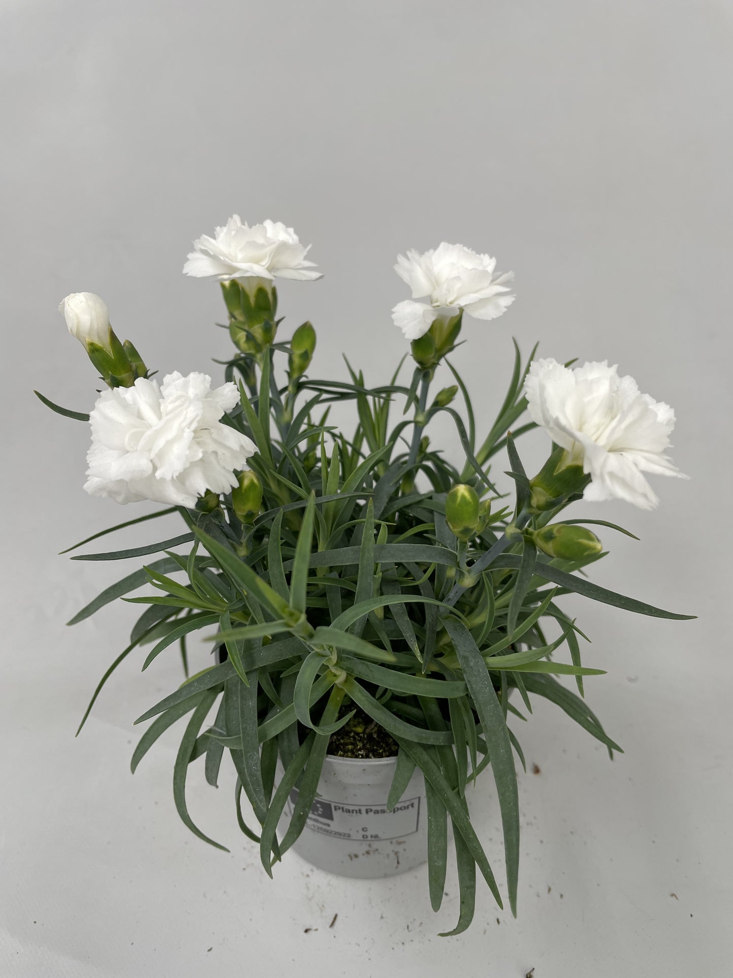 Dianthus Dinah 20cm 9cm Pot