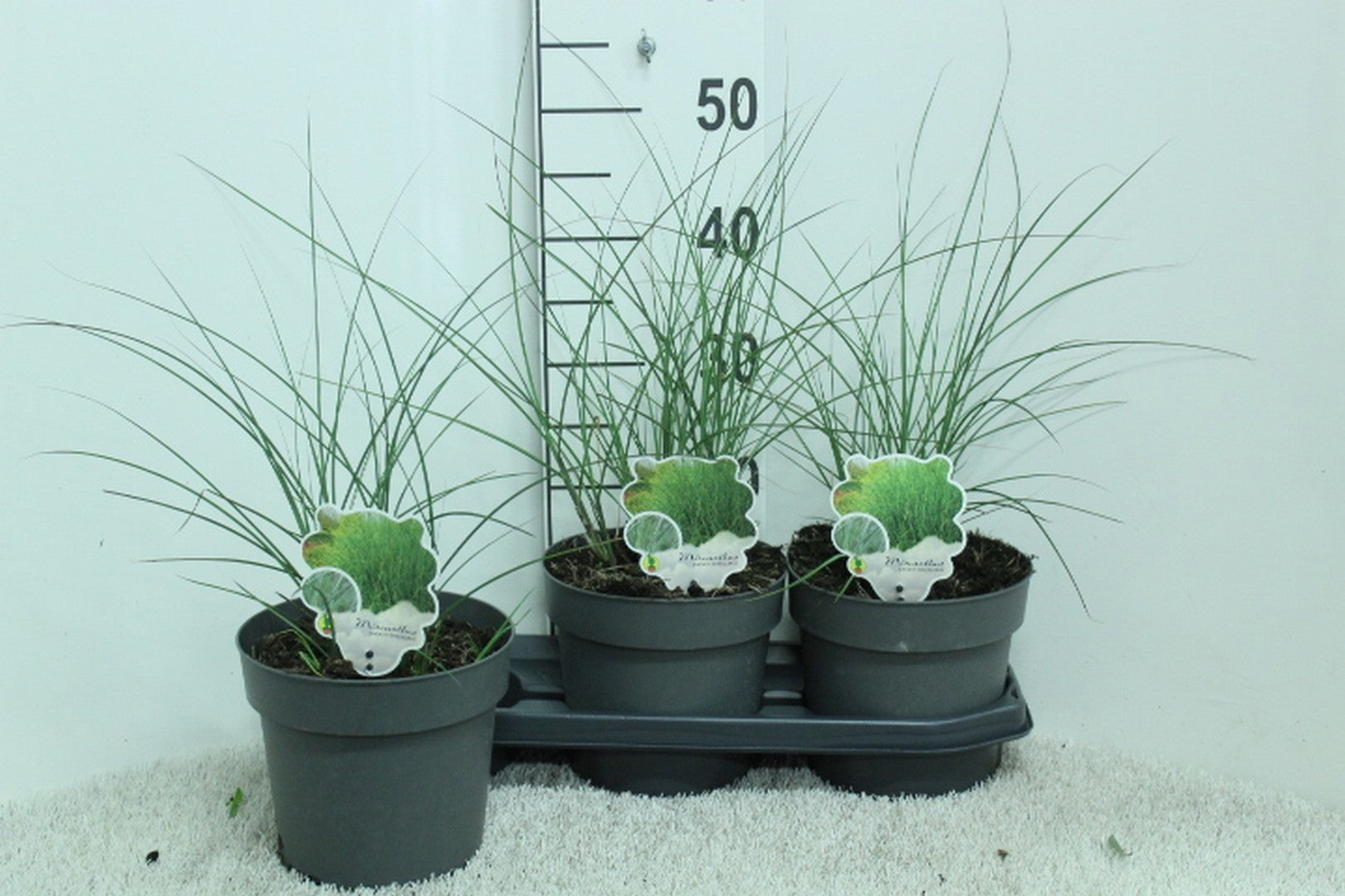 Miscanthus sin. Gracillimus 50cm 19cm Pot
