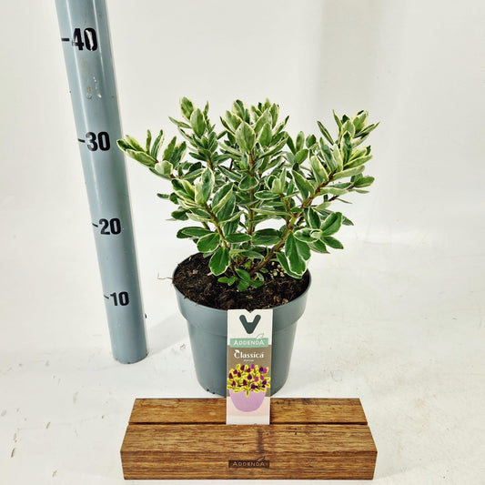 Hebe Katrina 30cm 17cm Pot