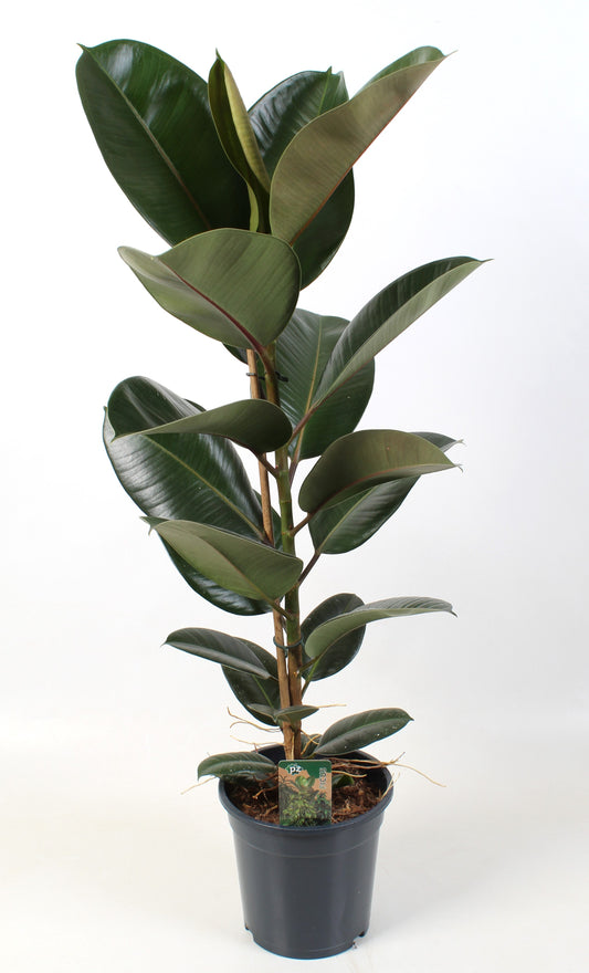 Ficus Robusta 90cm 21cm Pot
