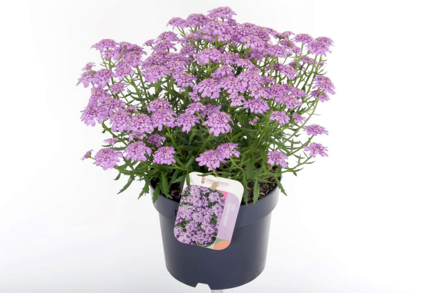 Iberis overig 35cm 17cm Pot