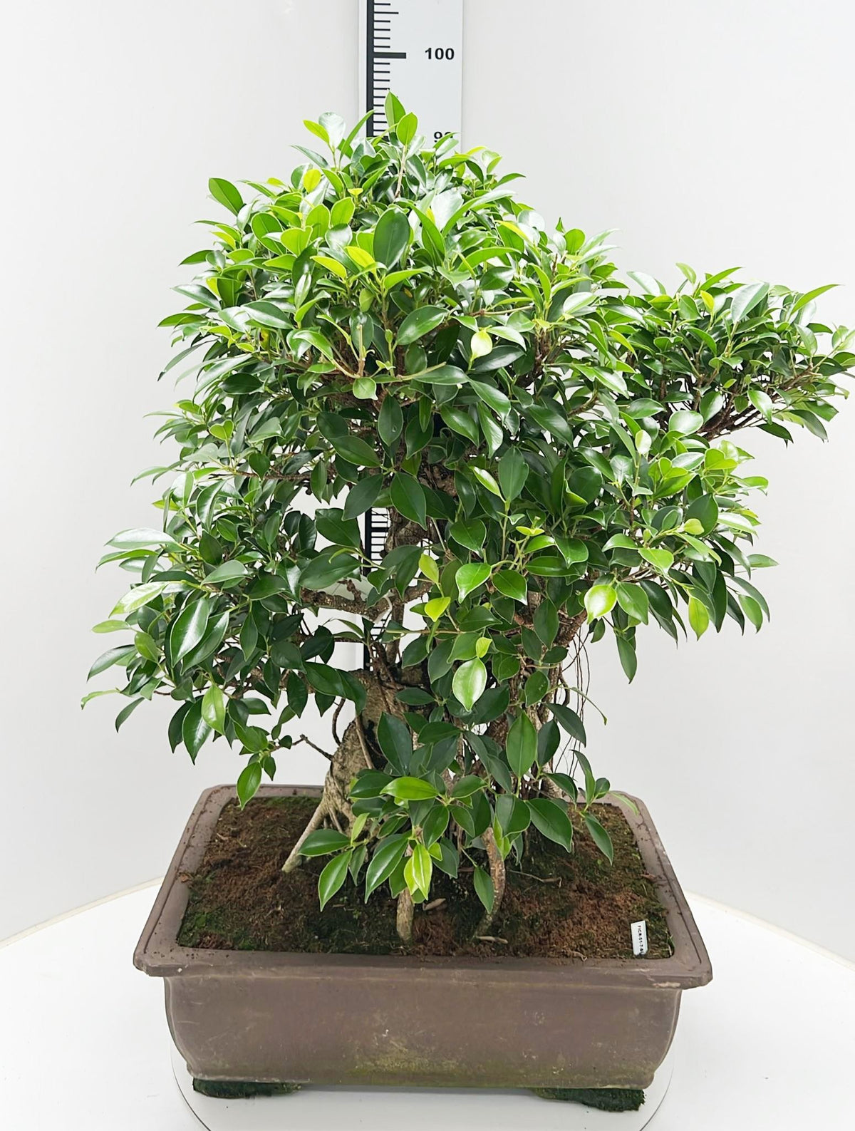 Bonsai Mix 90cm 50cm Pot