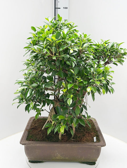 Bonsai Mix 90cm 50cm Pot