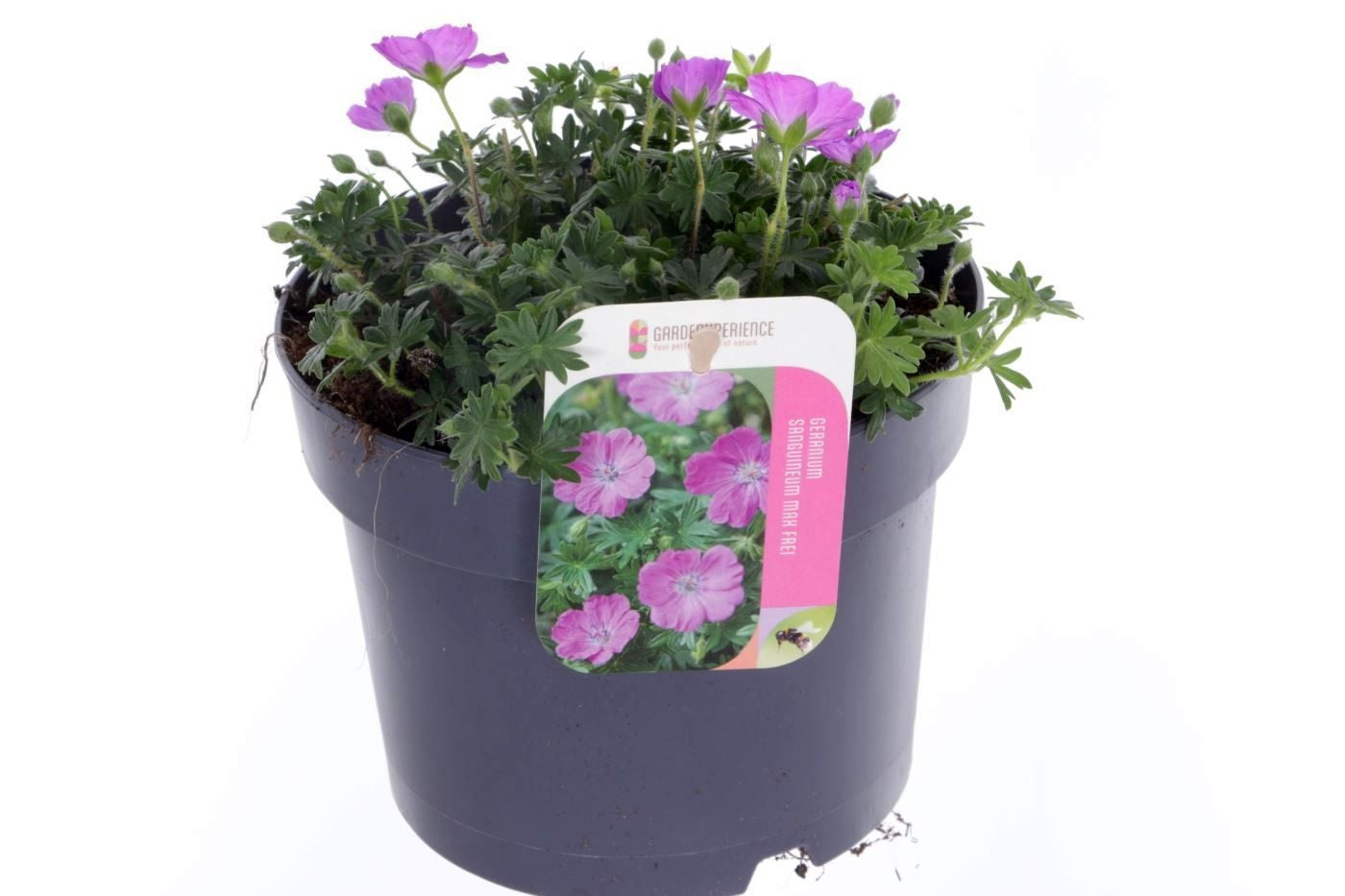 Geranium Azure Rush 25cm 17cm Pot