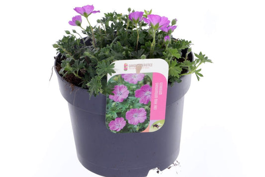 Geranium Azure Rush 25cm 17cm Pot