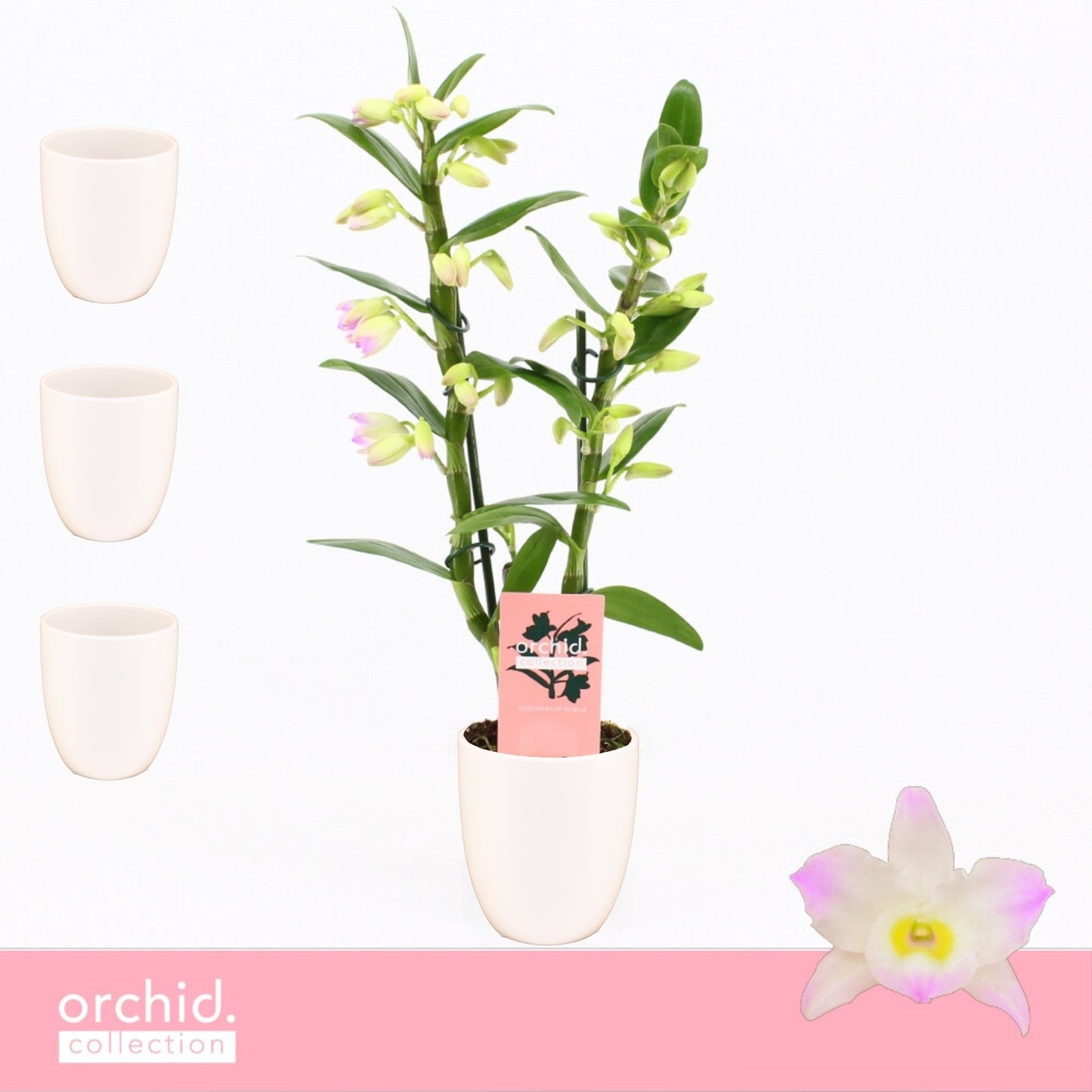 Dendrobium Kumiko 40cm 12cm Pot