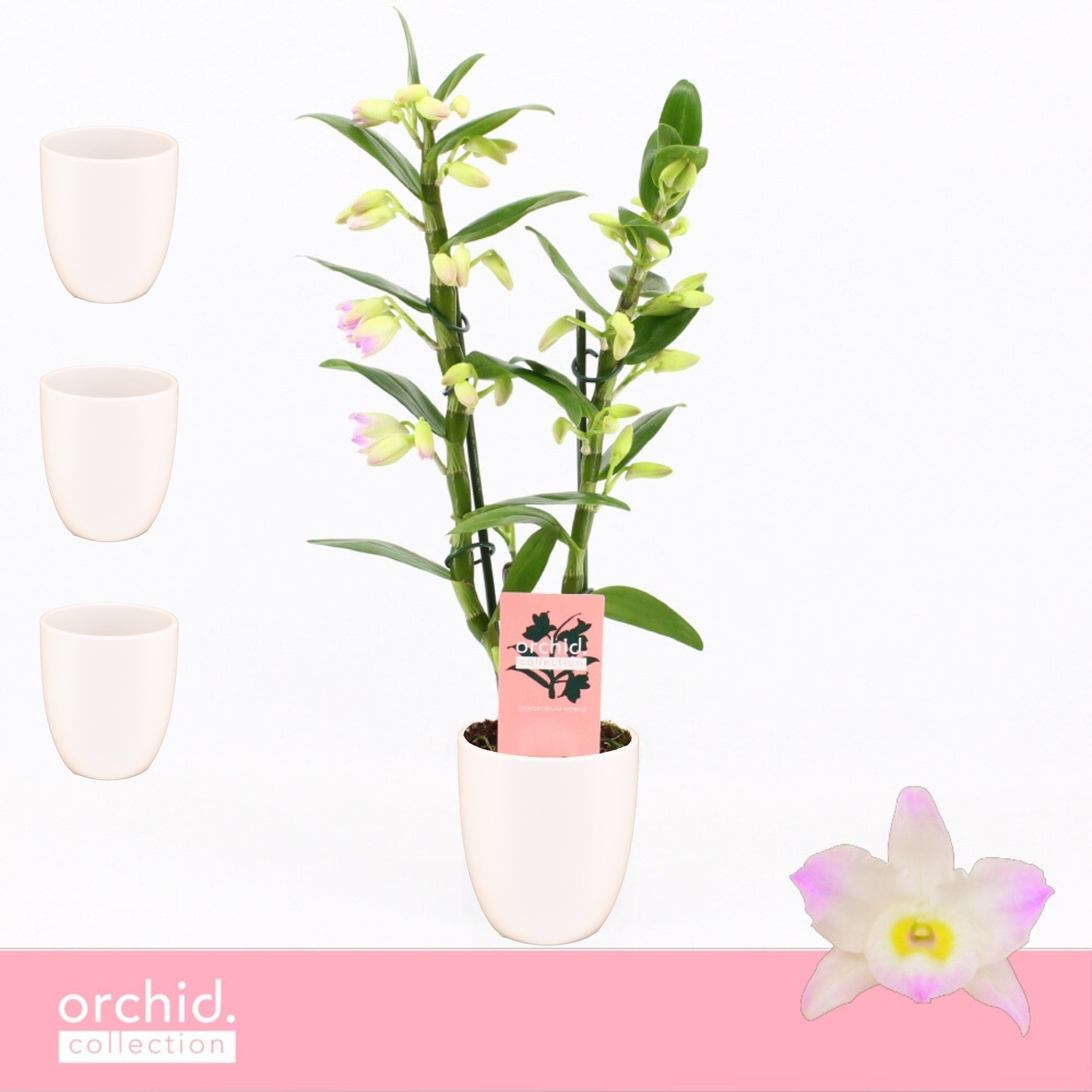Dendrobium Kumiko 40cm 12cm Pot