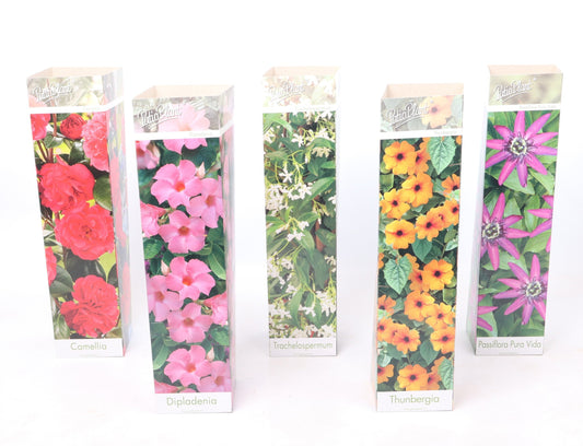 Climbers Mix 30cm 9cm Pot