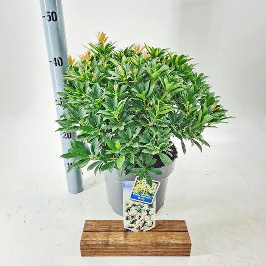 Pieris japonica Purity 40cm 23cm Pot