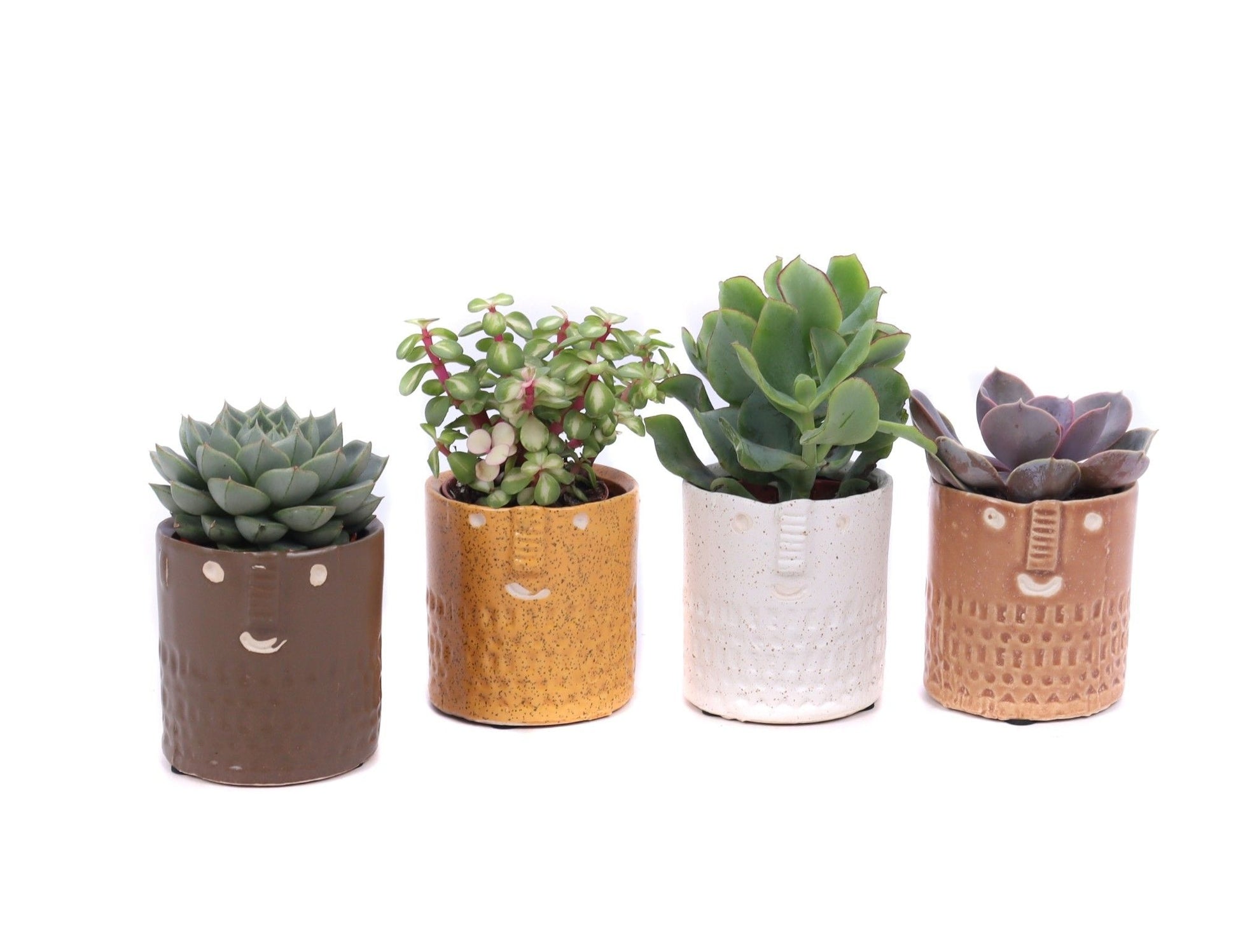 Succulent mix 15cm 6cm Pot