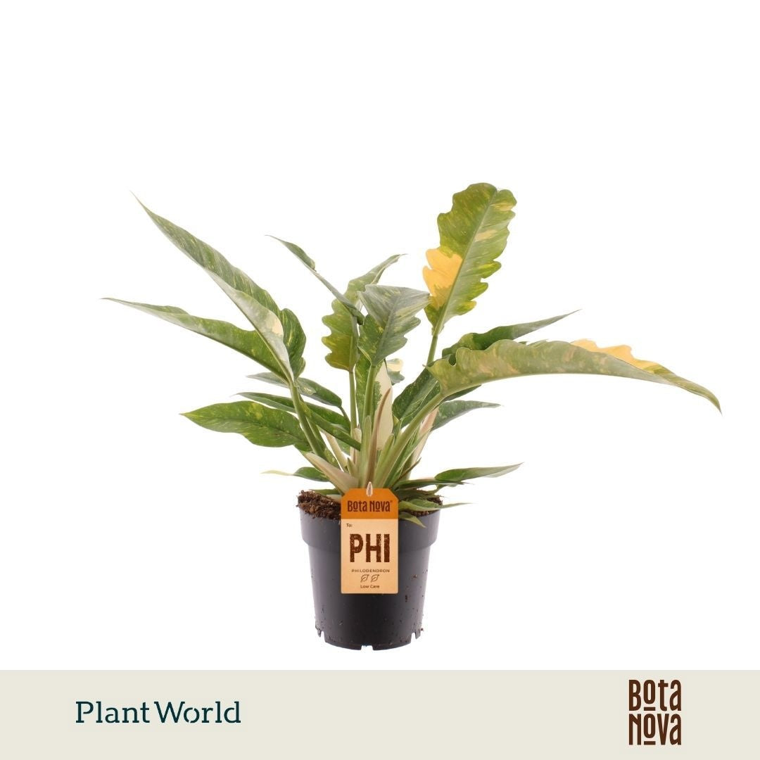Philodendron Ring of Fire 40cm 14cm Pot