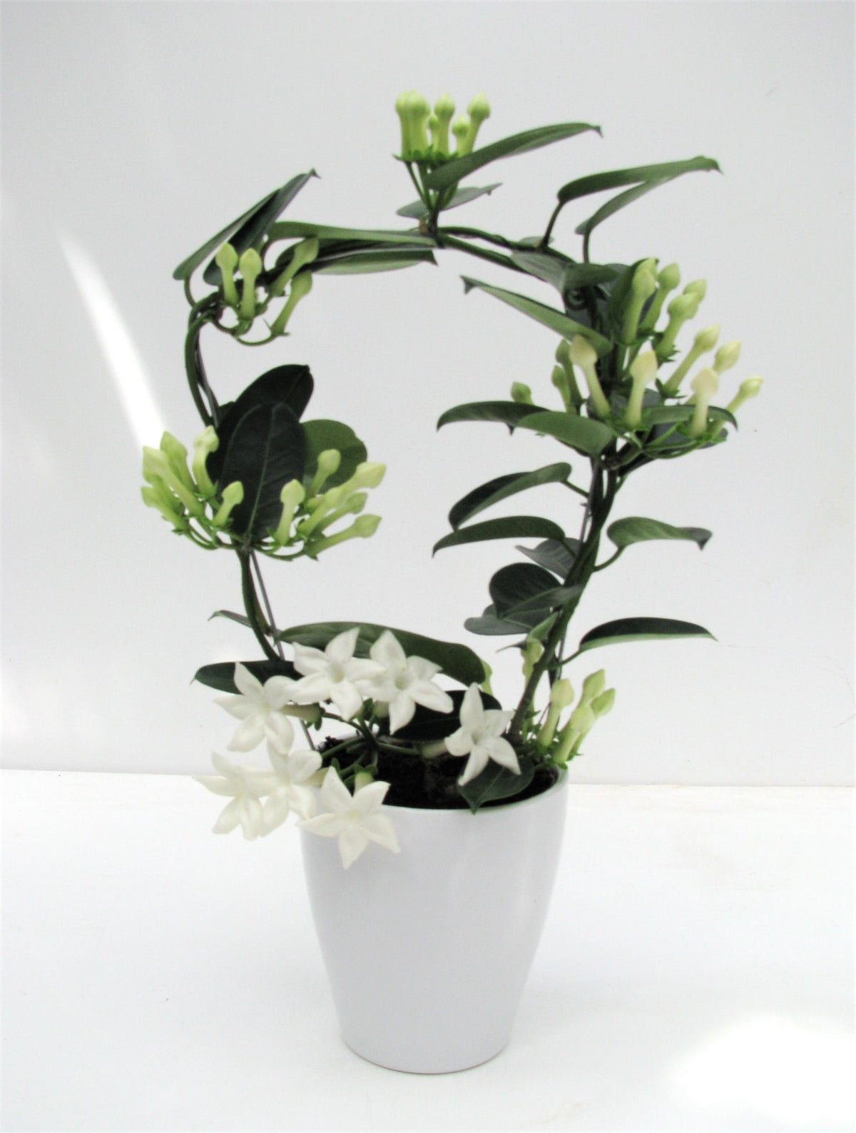 Stephanotis floribunda 45cm 12cm Pot