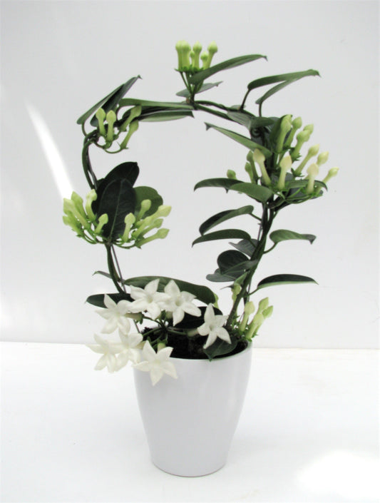 Stephanotis floribunda 45cm 12cm Pot