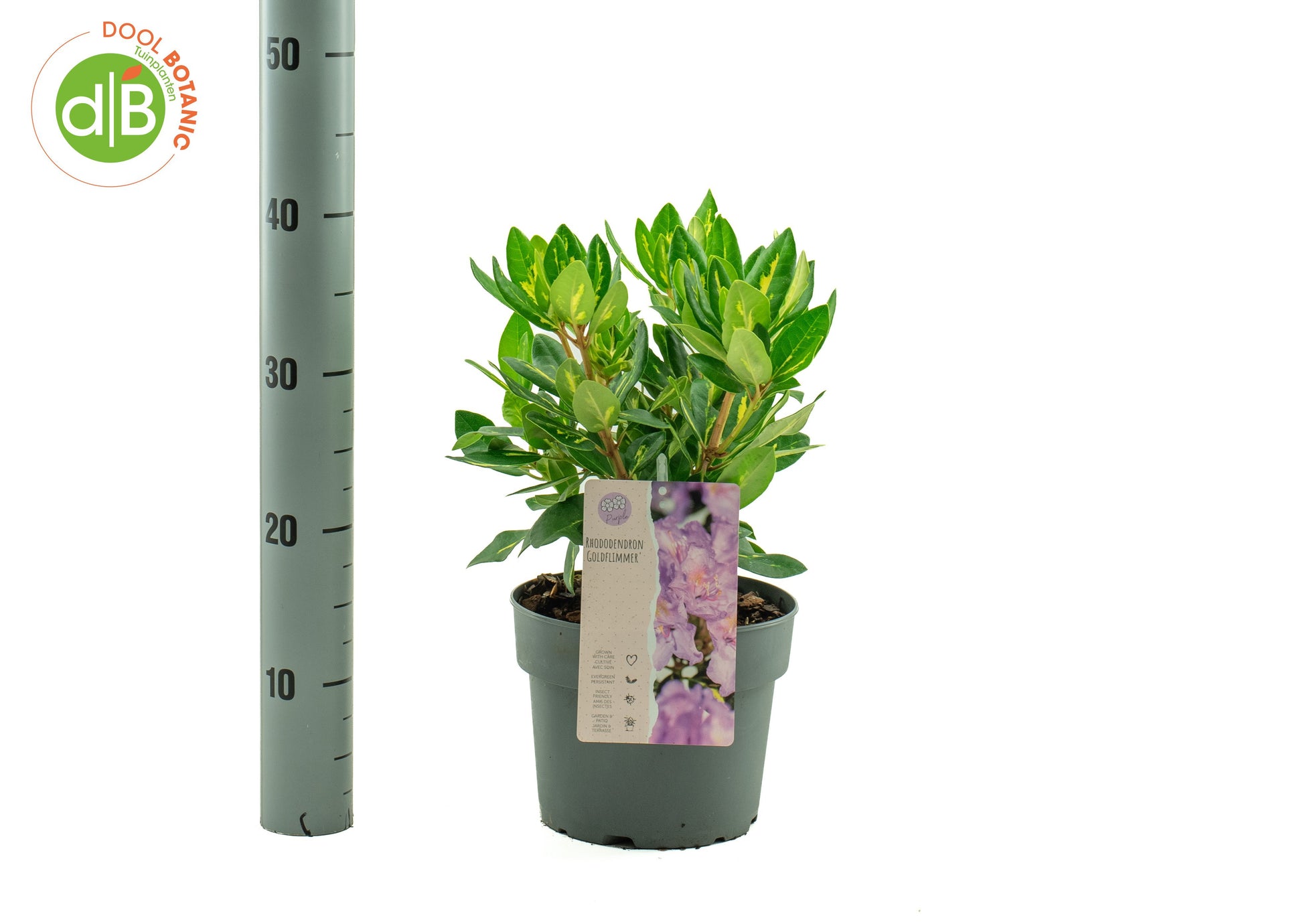 Rhododendron Goldflimmer 25cm 19cm Pot